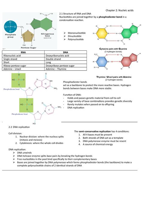 molecular structure of nucleic acids worksheet answers